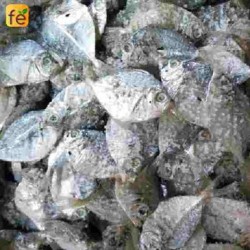 Dry Mullan(Dried Cod - ഉണക്ക മുള്ളന്‍), 250 gm Pack